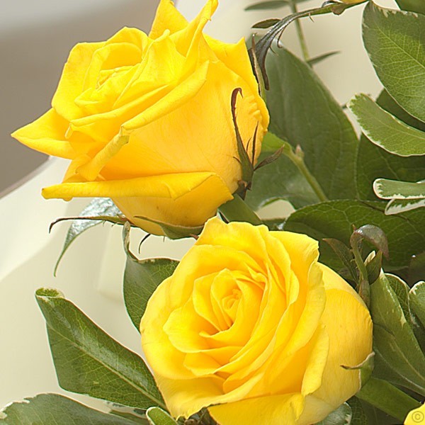 A Dozen Yellow Roses