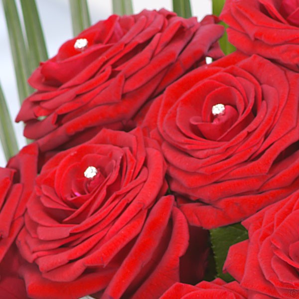 Absolute Adoration! 36 Red Roses
