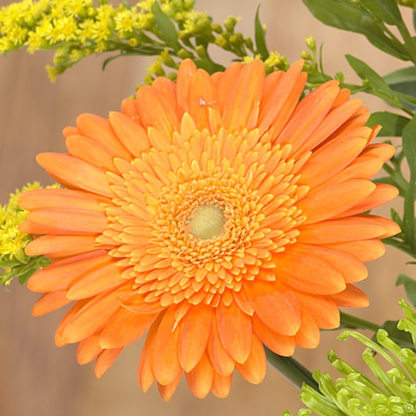 Citrus Zing