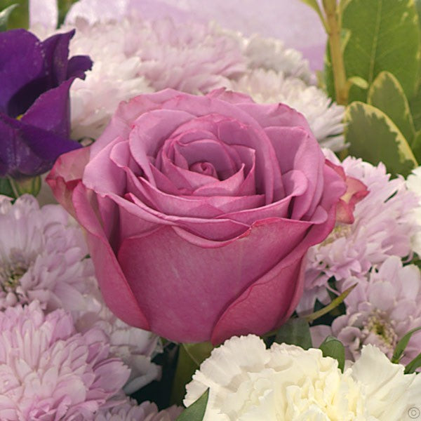 Lilac Whispers
