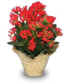 Large Kalanchoe